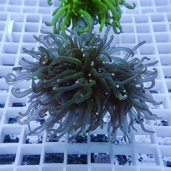 【サンゴ現物8】フラワーコーラルフラグ! 15時までのご注文で当日発送【...