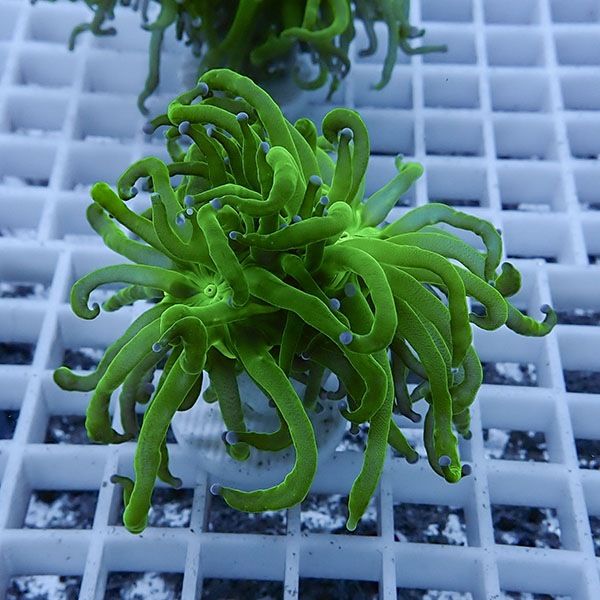 【サンゴ現物9】フラワーコーラルフラグ! 15時までのご注文で当日発送【...