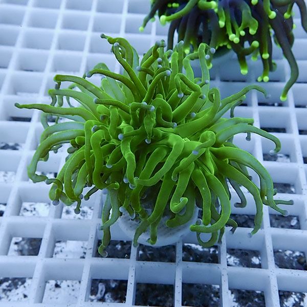 【サンゴ現物10】フラワーコーラルフラグ! 15時までのご注文で当日発送...