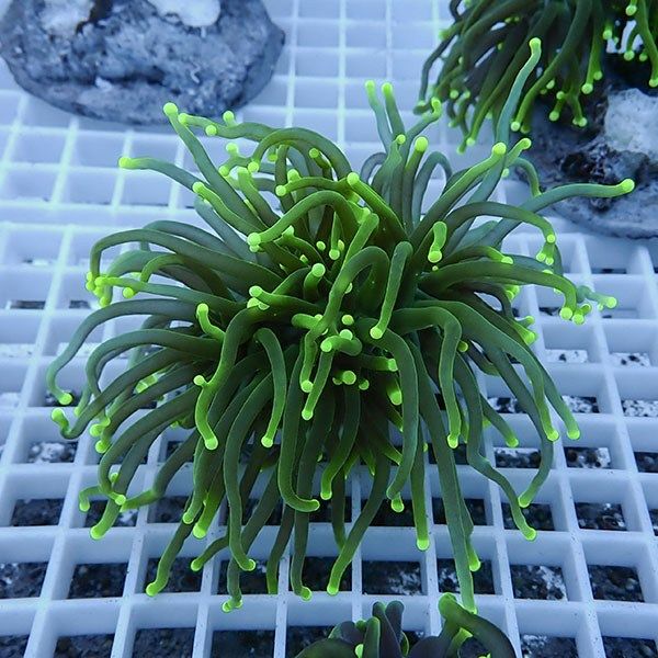 【サンゴ現物11】フラワーコーラルフラグ! 15時までのご注文で当日発送...