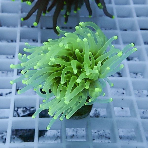 【サンゴ現物12】フラワーコーラルフラグ ! 15時までのご注文で当日発送...