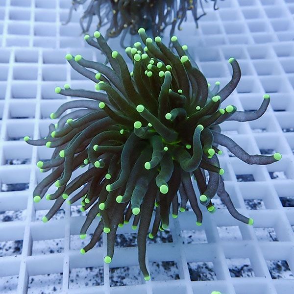 【サンゴ現物13】フラワーコーラルフラグ! 15時までのご注文で当日発送...