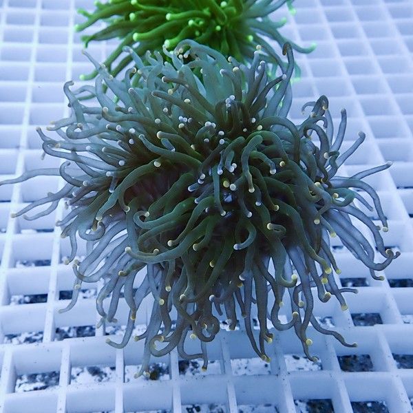 【サンゴ現物14】フラワーコーラルフラグ! 15時までのご注文で当日発送...