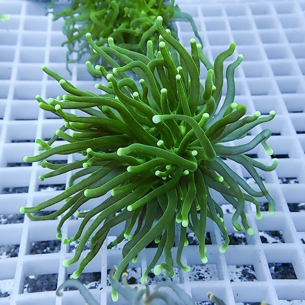 【サンゴ現物15】フラワーコーラルフラグ! 15時までのご注文で当日発送...