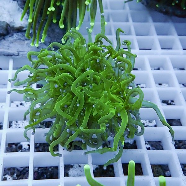 【サンゴ現物16】フラワーコーラルフラグ! 15時までのご注文で当日発送...