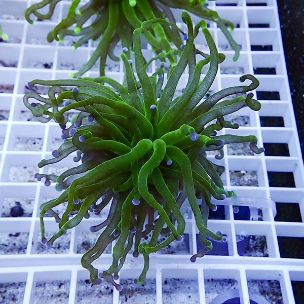 【サンゴ現物17】フラワーコーラルフラグ ! 15時までのご注文で当日発送...