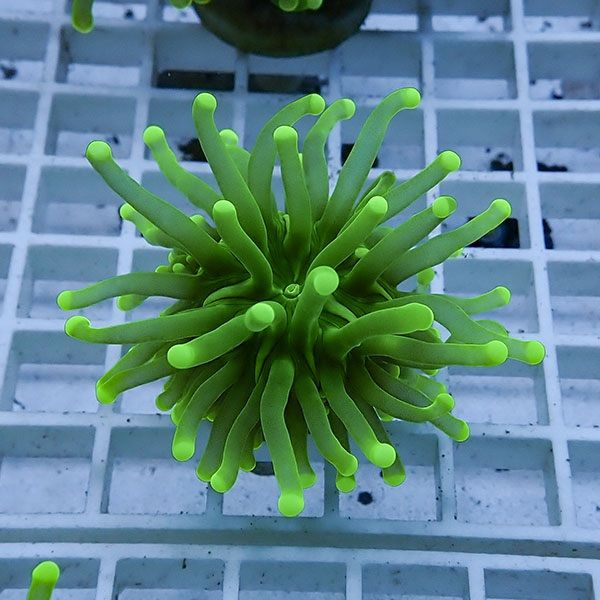 【サンゴ現物18】フラワーコーラルフラグ ! 15時までのご注文で当日発送...