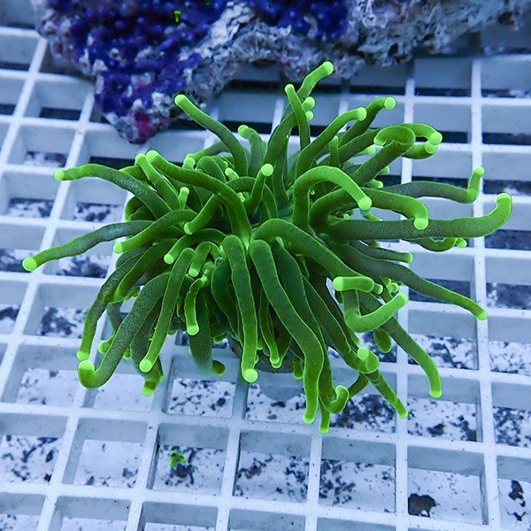 【サンゴ現物20】フラワーコーラルフラグ ! 15時までのご注文で当日発送...