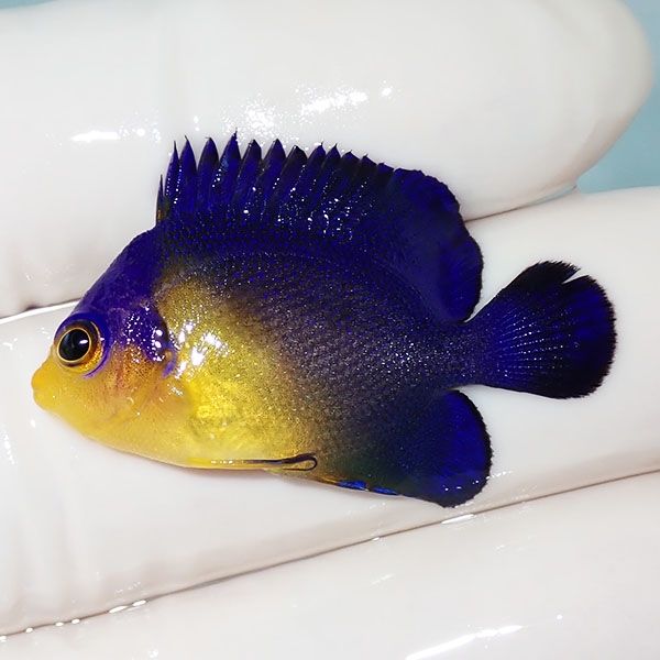 【現物7】スミレヤッコ 3.5cm±! 海水魚 ヤッコ 15時までのご注文で当日...