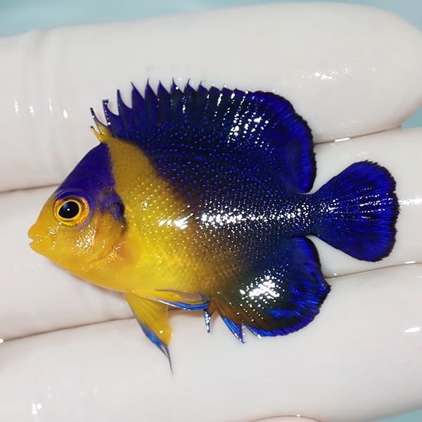 【現物8】スミレヤッコ 4.5cm±! 海水魚 ヤッコ 15時までのご注文で当日...