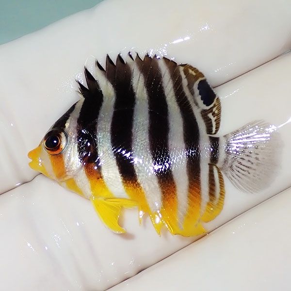 【現物9】シマヤッコ 3.2cm±! 海水魚 生体 15時までのご注文で当日発送(...