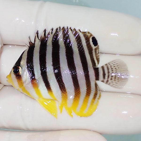 【現物10】シマヤッコ 5cm±! 海水魚 生体 15時までのご注文で当日発送(t...