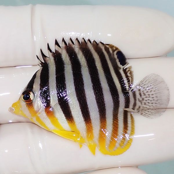 【現物4】シマヤッコ 5cm±! 海水魚 生体 15時までのご注文で当日発送(t1...