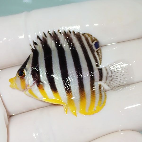【現物5】シマヤッコ 4.5cm±! 海水魚 生体 15時までのご注文で当日発送(...