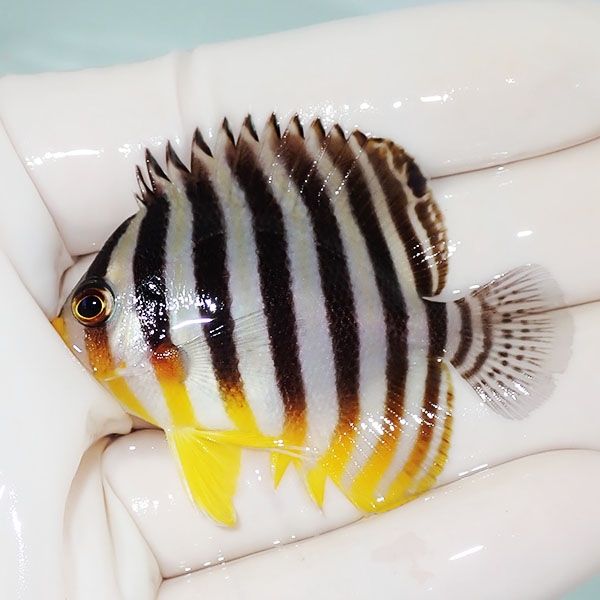 【現物1】シマヤッコ 5.5cm±! 海水魚 生体 15時までのご注文で当日発送(...