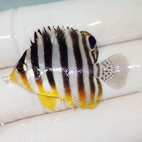 【現物12】シマヤッコ 4cm±! 海水魚 生体 15時までのご注文で当日発送(t...