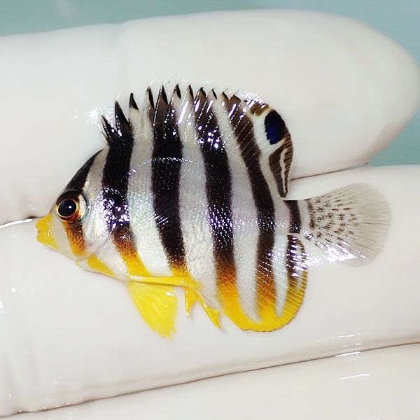 【現物8】シマヤッコ 3.5cm±! 海水魚 生体 15時までのご注文で当日発送(...