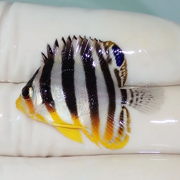【現物13】シマヤッコ 3.5cm±! 海水魚 生体 15時までのご注文で当日発送...