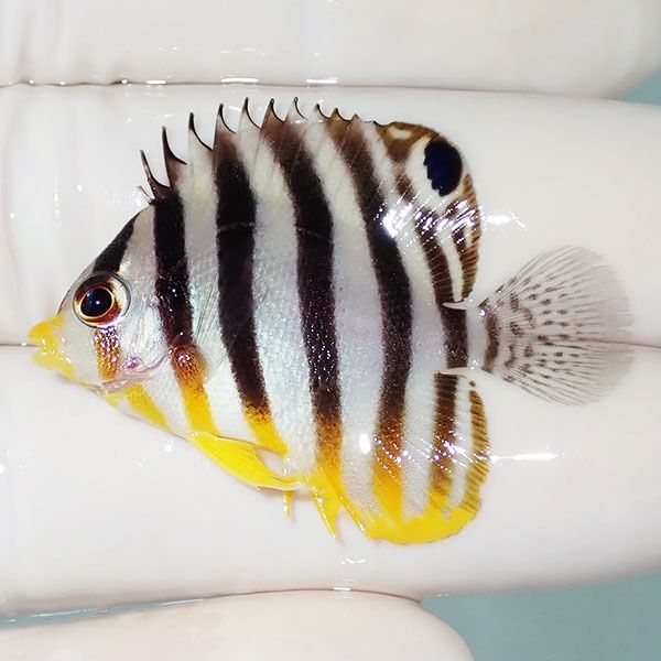 【現物11】シマヤッコ 4cm±! 海水魚 生体 15時までのご注文で当日発送(t...