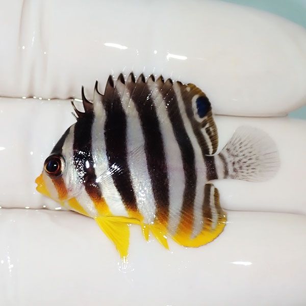 【現物6】シマヤッコ 3.5cm±! 海水魚 生体 15時までのご注文で当日発送(...