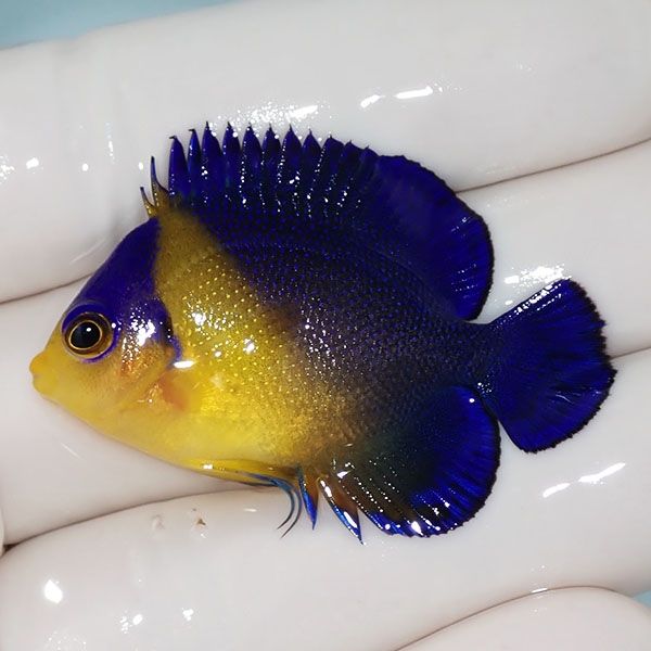 【現物3】スミレヤッコ 4.5cm±! 海水魚 ヤッコ 15時までのご注文で当日...