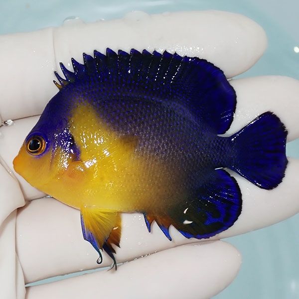 【現物1】スミレヤッコ 6.5cm±! 海水魚 ヤッコ 15時までのご注文で当日...