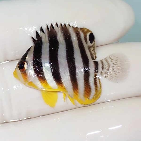 【現物7】シマヤッコ 3.5cm±! 海水魚 生体 15時までのご注文で当日発送(...