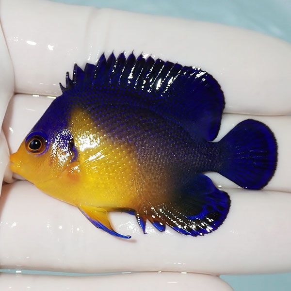 【現物6】スミレヤッコ 5.5cm±! 海水魚 ヤッコ 15時までのご注文で当日...