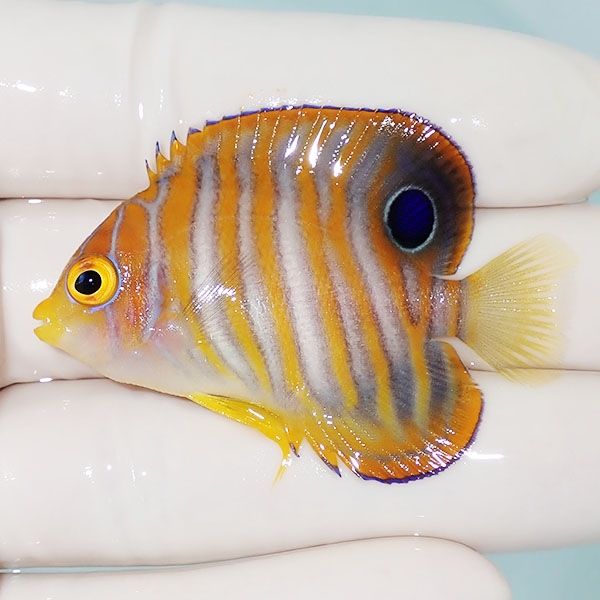 【現物1】ニシキヤッコ 5cm±!海水魚 ヤッコ15時までのご注文で当日発送(...