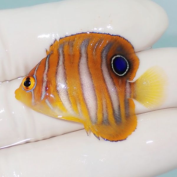 【現物2】ニシキヤッコ 4cm±!海水魚 ヤッコ15時までのご注文で当日発送(...
