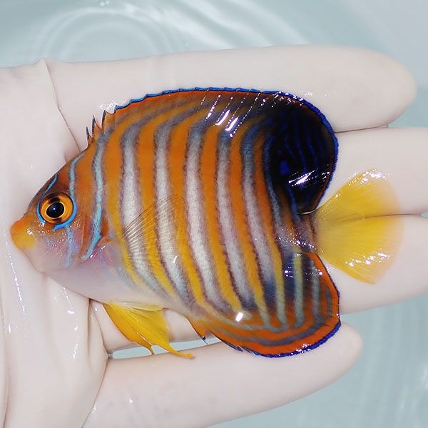 【現物3】ニシキヤッコ 7.5cm±!海水魚 ヤッコ15時までのご注文で当日発...