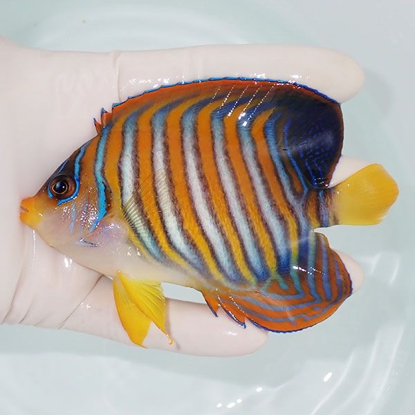 【現物6】ニシキヤッコ 11cm±!海水魚 ヤッコ15時までのご注文で当日発送...