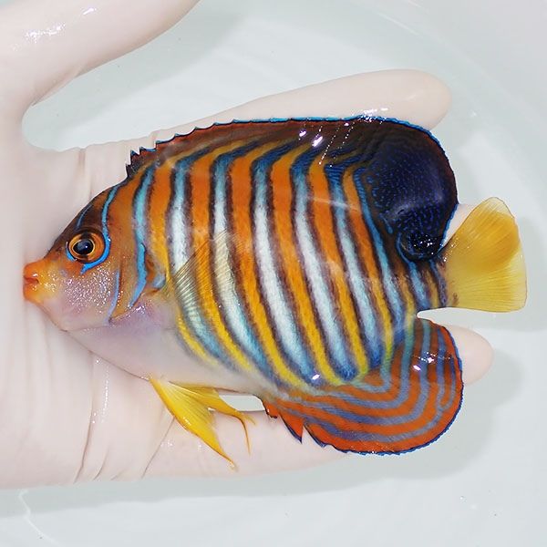 【現物7】ニシキヤッコ 12.5cm±!海水魚 ヤッコ15時までのご注文で当日発...