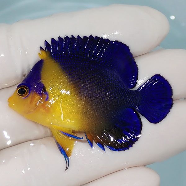【現物2】スミレヤッコ 5cm±! 海水魚 ヤッコ 15時までのご注文で当日発...