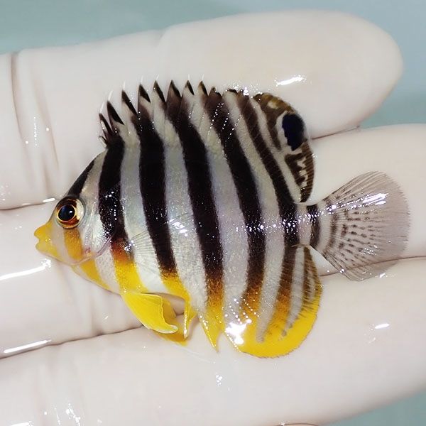 【現物14】シマヤッコ 4.5cm±! 海水魚 生体 15時までのご注文で当日発送...