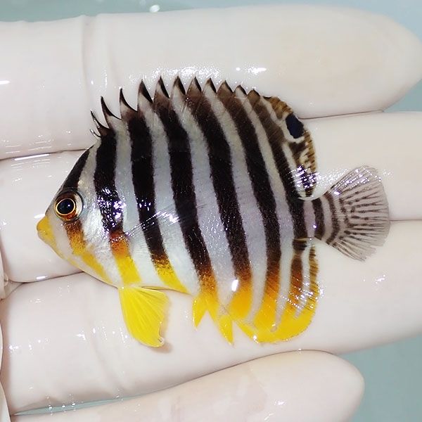【現物15】シマヤッコ 5cm±! 海水魚 生体 15時までのご注文で当日発送(t...