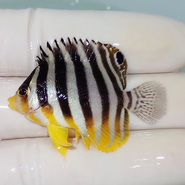 【現物17】シマヤッコ 4.5cm±! 海水魚 生体 15時までのご注文で当日発送...