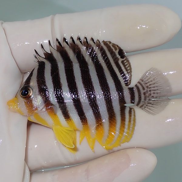 【現物18】シマヤッコ 6cm±! 海水魚 生体 15時までのご注文で当日発送(t...