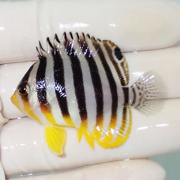 【現物16】シマヤッコ 5cm±! 海水魚 生体 15時までのご注文で当日発送(t...