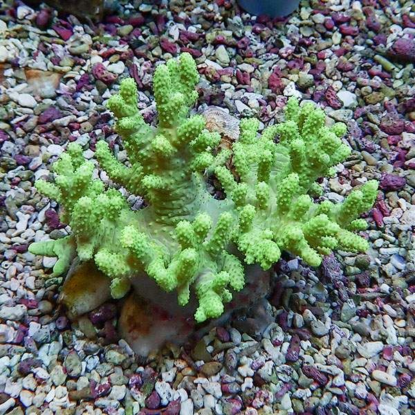 【サンゴ現物8】トサカ.sp 8-7cm沖縄産!15時までのご注文で当日発送 【...