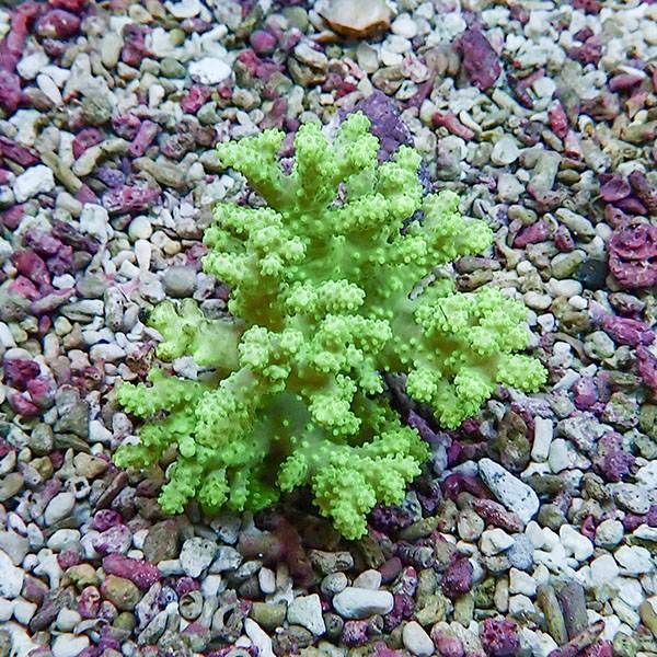 【サンゴ現物9】トサカ.sp 5-5cm沖縄産!15時までのご注文で当日発送 【...