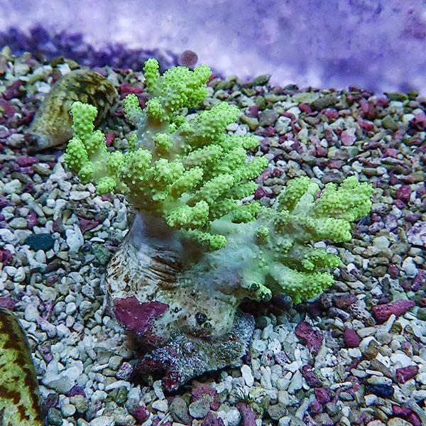 【サンゴ現物10】トサカ.sp 8-7cm 沖縄産!15時までのご注文で当日発送 ...