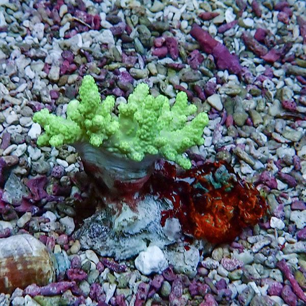 【サンゴ現物11】トサカ.sp 4-5cm沖縄産!15時までのご注文で当日発送 【...