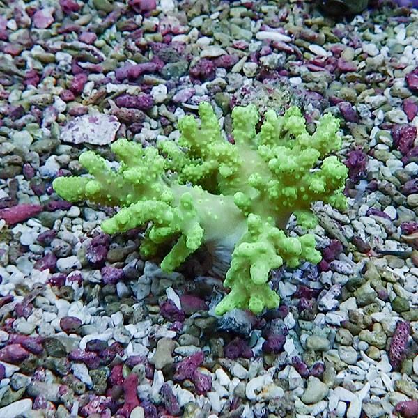 【サンゴ現物12】トサカ.sp 5-5cm沖縄産!15時までのご注文で当日発送 【...