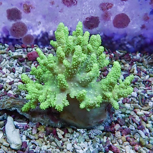 【サンゴ現物13】トサカ.sp 8-8cm沖縄産!15時までのご注文で当日発送 【...