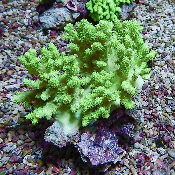 【サンゴ現物14】トサカ.sp 9-10cm沖縄産!15時までのご注文で当日発送 ...