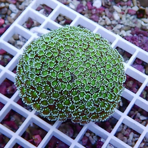 【サンゴ現物2】アワサンゴ! 15時までのご注文で当日発送 【サンゴ】(t221