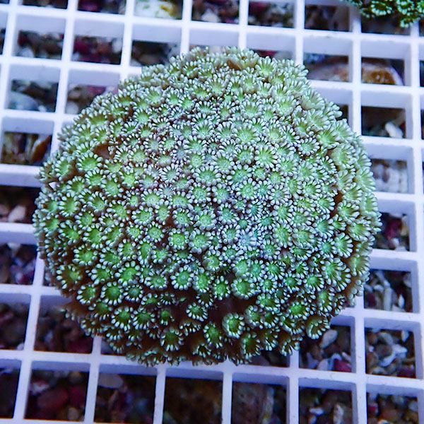 【サンゴ現物3】アワサンゴ! 15時までのご注文で当日発送 【サンゴ】(t221