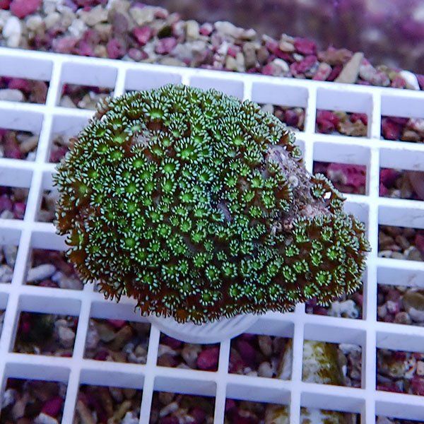 【サンゴ現物4】アワサンゴ! 15時までのご注文で当日発送 【サンゴ】(t221