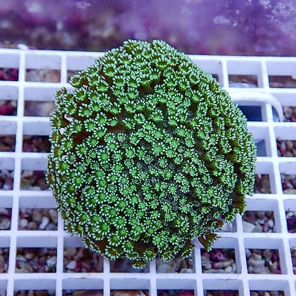 【サンゴ現物5】アワサンゴ! 15時までのご注文で当日発送 【サンゴ】(t221